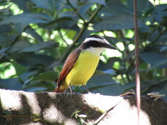 Pitangus sulphuratus