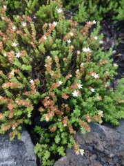 Sedum moranense