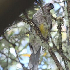 Anthochaera carunculata