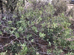 Quercus × undulata