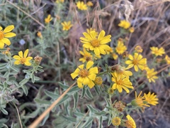 Asteraceae