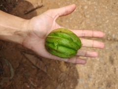 Garcinia gummi-gutta
