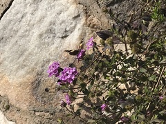 Vanessa itea