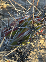 Corynopuntia invicta