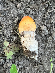 Amanita crocea
