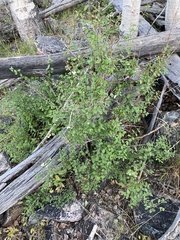 Symphoricarpos rotundifolius