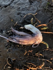 Doryteuthis opalescens