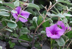Ipomoea pes-caprae