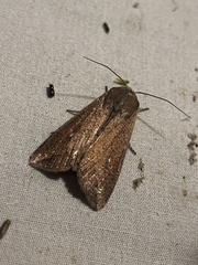 Mythimna unipuncta
