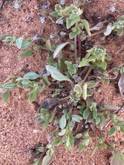 Tetragonia eremaea