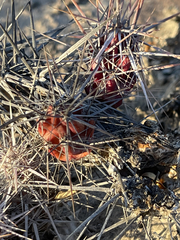 Corynopuntia invicta