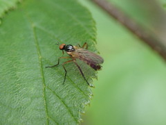 Empidoidea