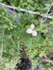 Symphoricarpos rotundifolius