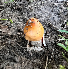 Amanita crocea
