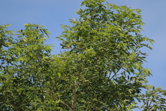 Junco phaeonotus