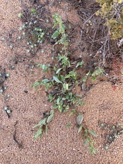 Tetragonia eremaea