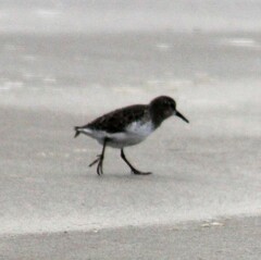 Calidris minutilla