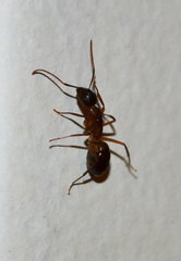 Tanaemyrmex