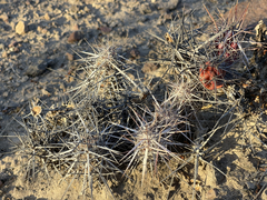 Corynopuntia invicta