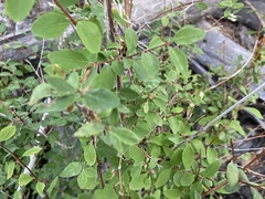 Symphoricarpos rotundifolius