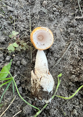 Amanita crocea