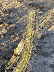 Stenocereus gummosus