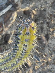 Stenocereus gummosus