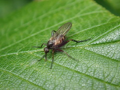 Empidoidea