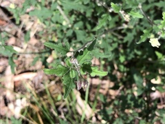 Xanthosia pilosa