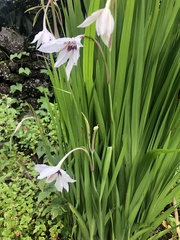 Gladiolus murielae