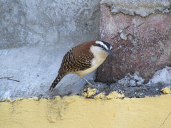 Campylorhynchus rufinucha