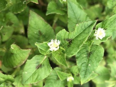 Persicaria nepalensis