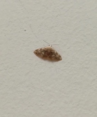 Erebidae