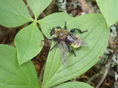 Laphria posticata