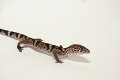 Coleonyx nemoralis