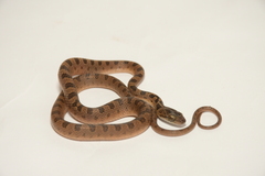 Leptodeira polysticta