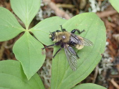 Laphria posticata