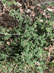 Xanthosia pilosa