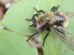 Laphria posticata