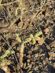 Cylindropuntia cholla