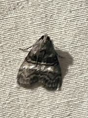 Pococera asperatella