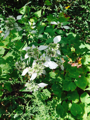 Pycnanthemum incanum