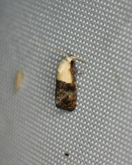 Eugnosta erigeronana
