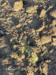 Cylindropuntia cholla