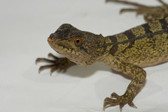 Basiliscus vittatus