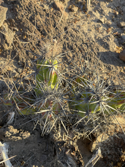 Corynopuntia invicta