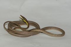 Oxybelis microphthalmus