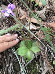 Pinguicula moranensis