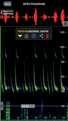 Perimyotis subflavus
