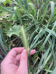 Hordeum